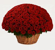 Премиум букет из: Розы в Ерофее Павловиче